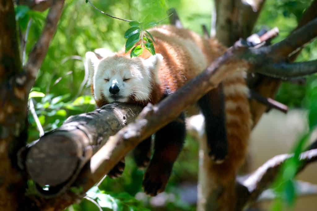 Sleeping red panda