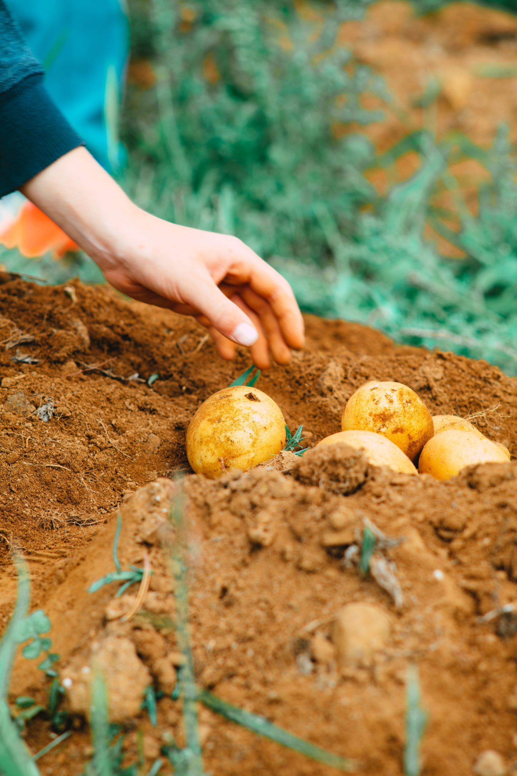 best soil based probiotics 